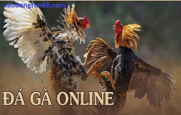 Cách chơi đá gà online một cách hiệu quả để tránh thua lỗ quá nhiều Cách chơi đá gà online một cách hiệu quả để tránh thua lỗ quá nhiều